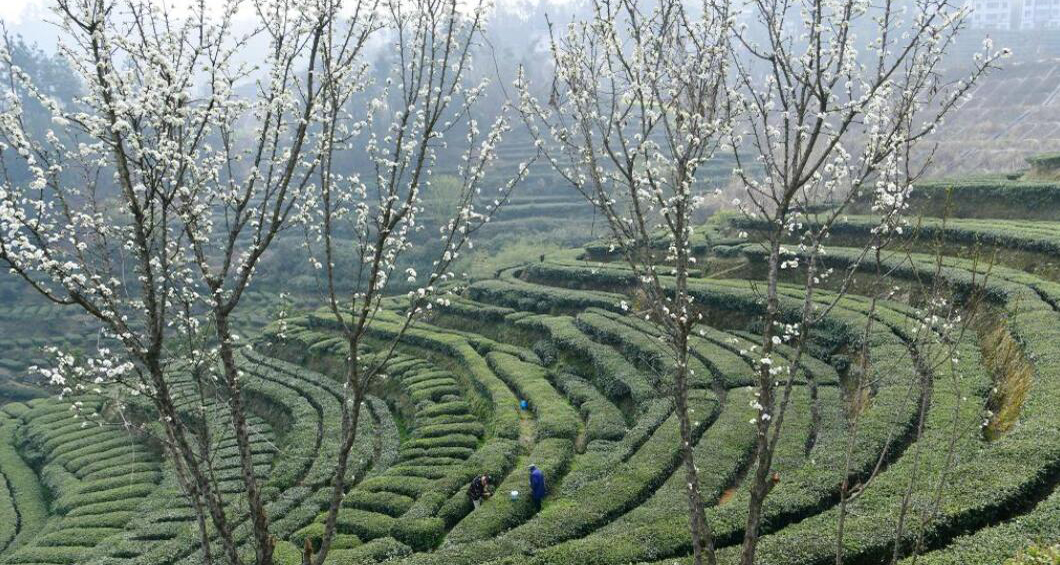 三峡库区早春茶开采