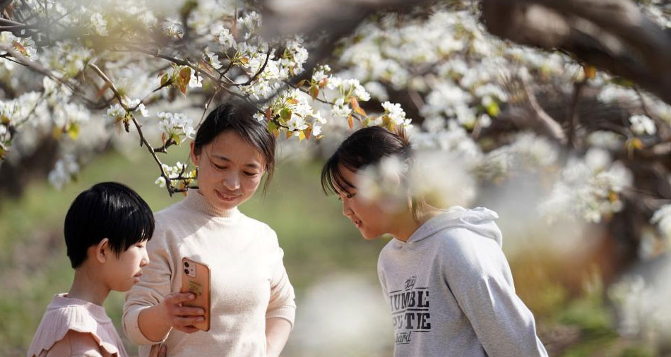 河北威县：梨花开 游客来