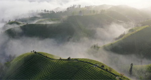 白雾似轻纱 茶山如碧海