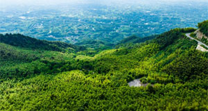 重庆：茶山竹海风光旖旎