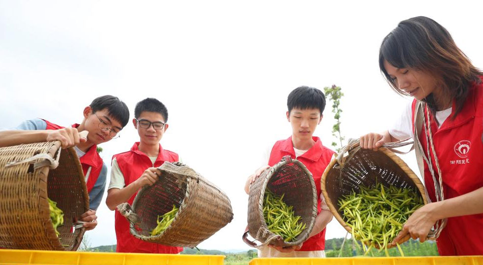 湖南衡阳：大学生暑期田间助农忙