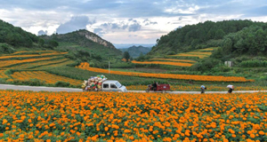 万寿菊开出“致富花”