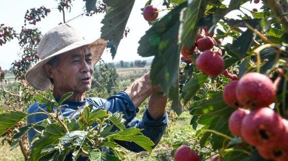 山东新泰：山楂种植助增收