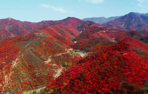 中条山上 秋意正浓