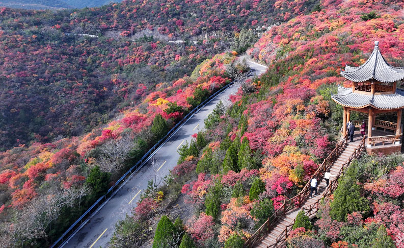 龙山漫山红叶醉深秋 