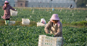 湖南道县：蔬菜采收忙