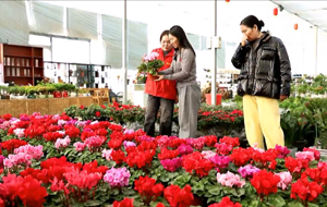 新年"一路生花" 姹紫嫣红迎新春