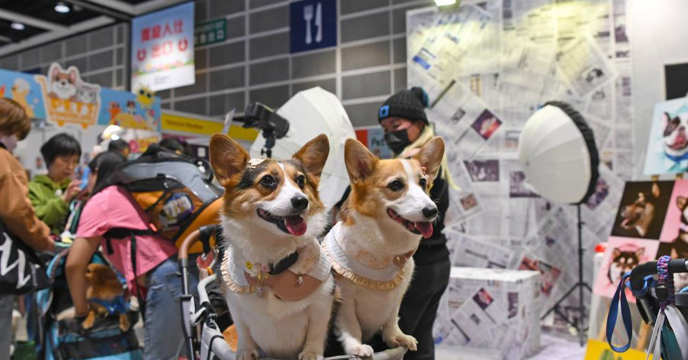 香港宠物节开幕