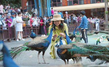 云南西双版纳：春日旅游热潮涌动