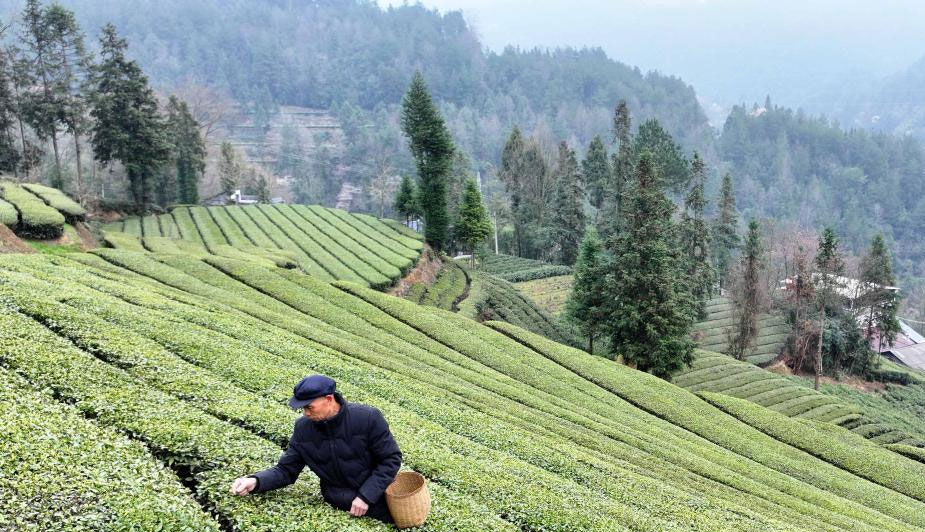 春到茶园采新茶