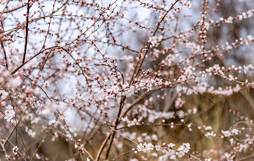 山桃花盛放 尽显盎然春意