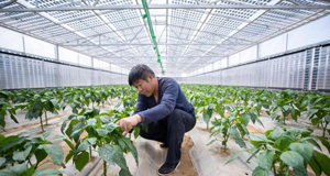 智能光伏大棚助力乡村振兴