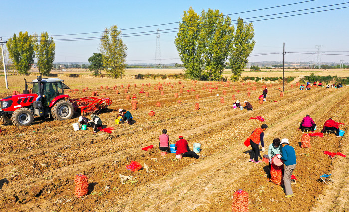 夏县：地黄产业助农增收-37570.jpg