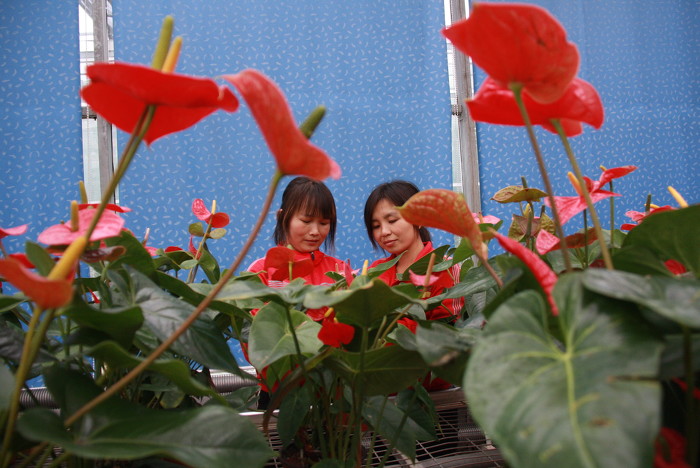 阳城：花卉经济助农增收-39850.jpg