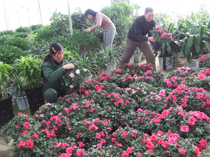 阳城：花卉经济助农增收-39849.jpg