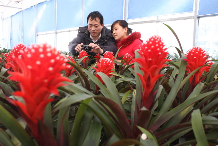 阳城：花卉经济助农增收-39846.jpg