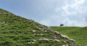醉美夏日乌兰毛都草原