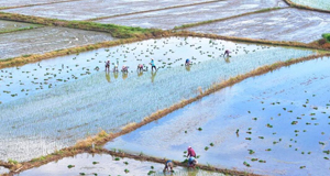 田间挥汗迎大暑