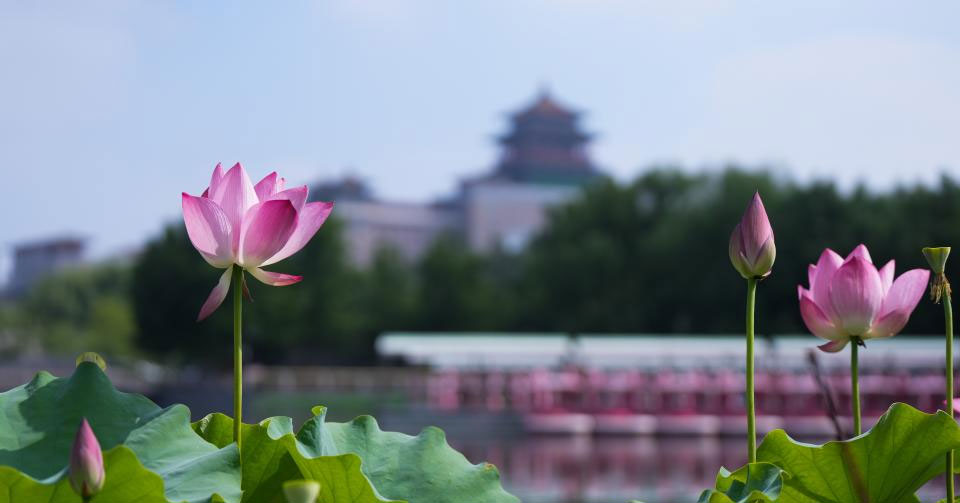 北京：夏日荷韵