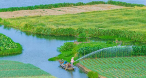 暑气蒸腾稼穑忙