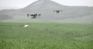 科技赋能“放蜂治螟”护蔗区