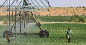 中国技术助力毛里塔尼亚畜牧业发展