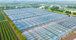 葡萄飘香 助农增收