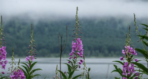 晨雾中的乌苏浪子湖