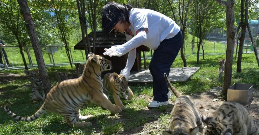 黑龙江：东北虎宝宝夏日显萌态