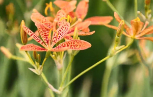 翼城：300余亩射干花海盛放