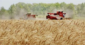 “北大仓”黑龙江：小麦抢收忙