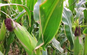 “黑珍珠”喜获丰收