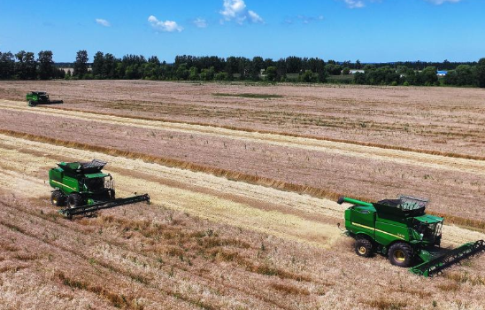 “北大仓”黑龙江：小麦抢收忙