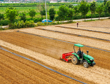 山西闻喜：跨县承包土地种香菜增收