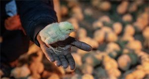 美国对南非加征30%“对等关税”生效