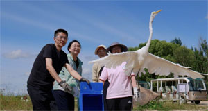 哈尔滨：获救治野生鸟类放归自然