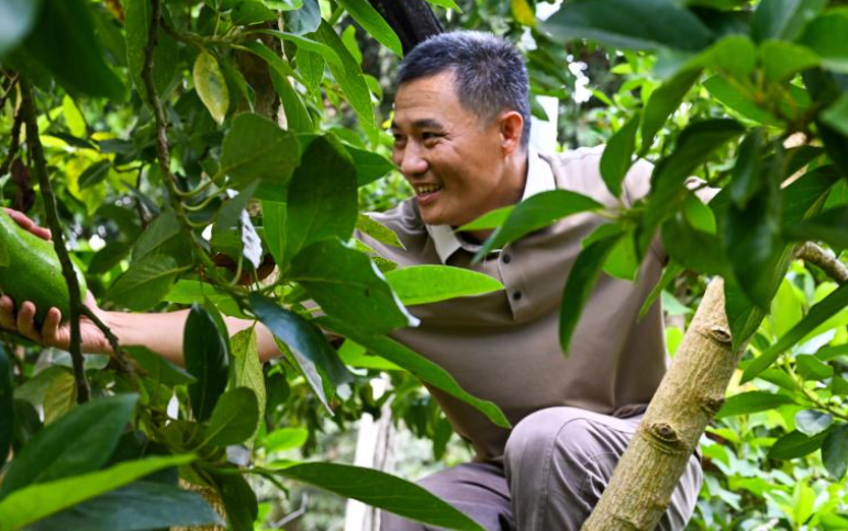 海南白沙：牛油果迎来收获季