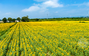 航拍金色花田织就大地绒毯