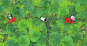 处暑将至农事忙