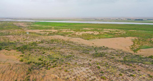 生态修复 阻沙入河