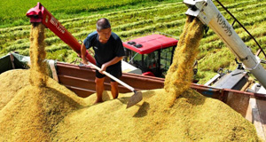 处暑时节收获忙