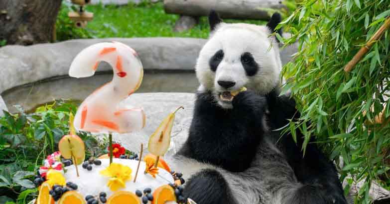 首只在俄出生大熊猫迎来两岁生日